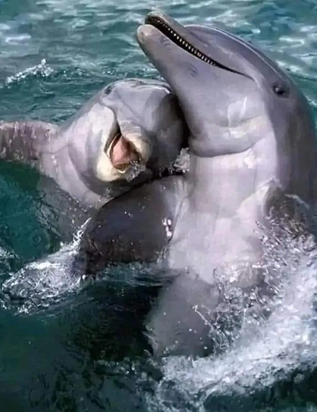 Two dolphins are playing in the water together.