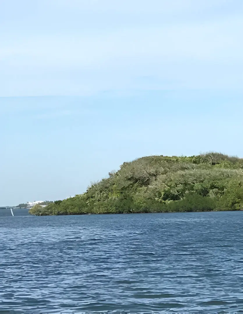 A large body of water with trees on top.